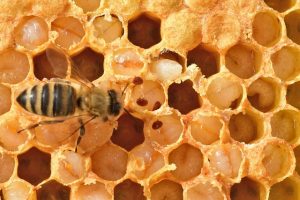 Mehr über den Artikel erfahren Varroamilbe, Gefahr für unsere Bienen