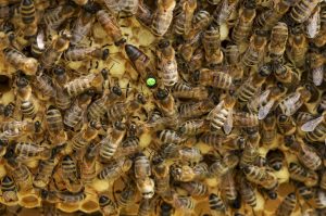 Mehr über den Artikel erfahren Der Bienenstaat einer Honigbiene