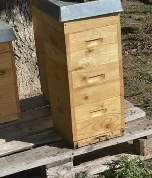 Bienenpatenschaft
