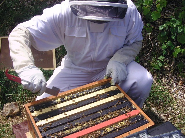 Du betrachtest gerade Was ist Propolis und woher kommt es