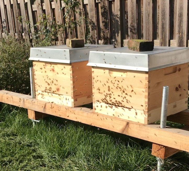 Bienenpatenschaft