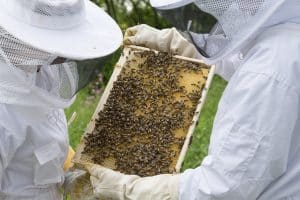 Mehr über den Artikel erfahren Winterfutter für die Bienen